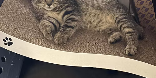 Petsmart Adoption Event (KITTENS)