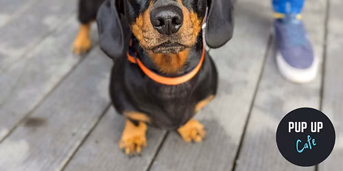 Newcastle - Dachshund Pup Up Cafe \ud83d\udc9e