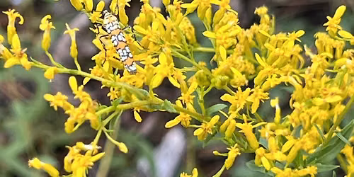 Hitchcock Woods Foundation Field Program: Native Plant Walk