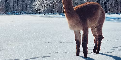 Louisville Male Winter Wonderland 