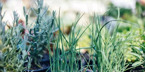Campus Community Garden Annual Plant Sale