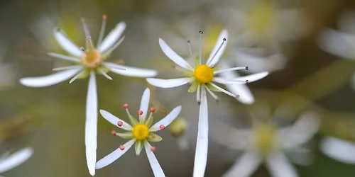 OSHO\u7791\u60f3\u4f1a