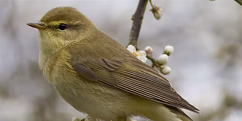 May Day Bird Song at Halstead Hill Farm - Afternoon