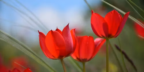 \u041b\u0430\u043b\u0435\u0442\u0430\u0442\u0430 \u043d\u0430 \u0420\u043e\u0434\u043e\u043f\u0438\u0442\u0435 \u0438 \u0441\u0435\u043b\u043e \u041b\u044f\u0441\u043a\u043e\u0432\u043e