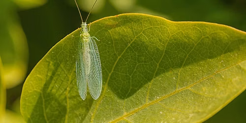 Fostering Beneficial Insects at Division
