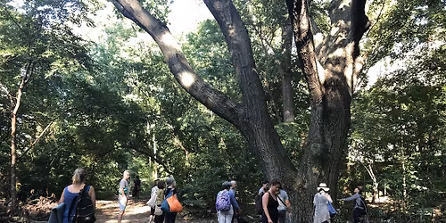 Summer on the Hudson: Forest Bathing
