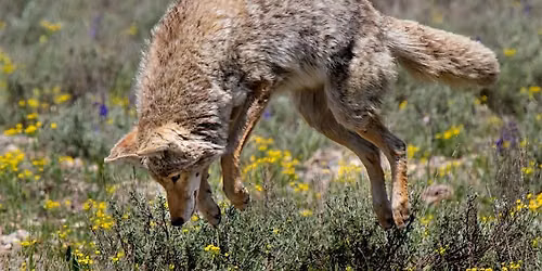 Coyotes of Atlanta