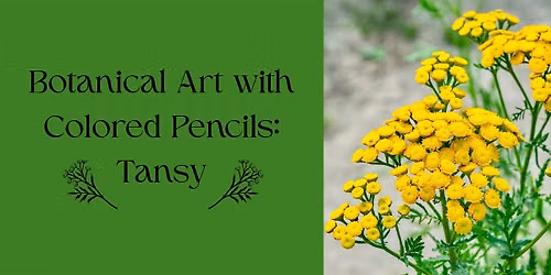 Botanical Art with Colored Pencils: Tansy