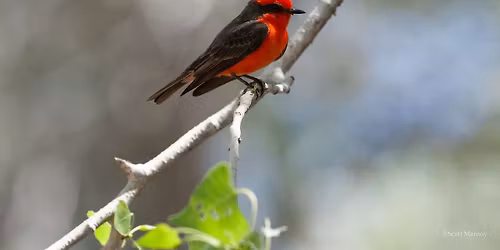 Field trip to Big Morongo Canyon Preserve 