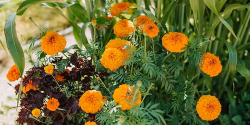 Medicinal Culinary Herb Workshop