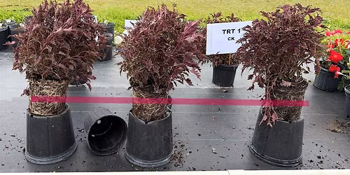 Introduction to substrate strification in ornamental production