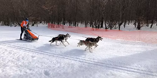 31. int. Schlittenhunderennen