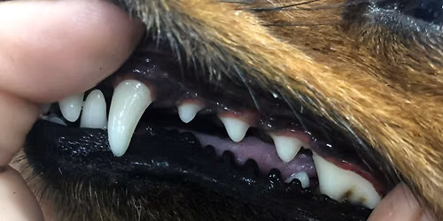 CANINE TEETH CLEANING Mobile 2u