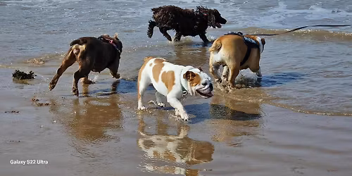 South West New Year's Day Bulldog Beach Walk for GBSR UK (Weston Beach)