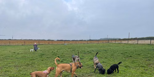Social Play Session