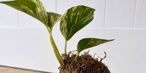 Kokedama Class