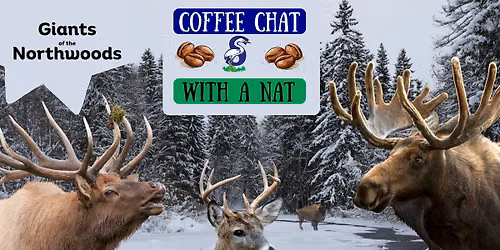 Coffee Chat with a Nat: Giants of the Northwoods