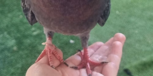Pidge feet destringing day