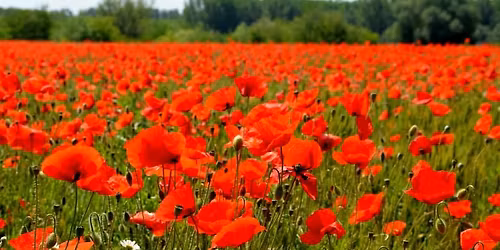 Paper Poppies Project: Memorial Day Red or Desert Prickly White