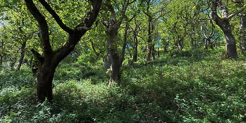 Why Trees and Which Trees? Perspectives from Two Tree People.