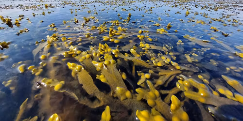 \u00d8sters-, musling- & tangsafari med Dansk Tang 