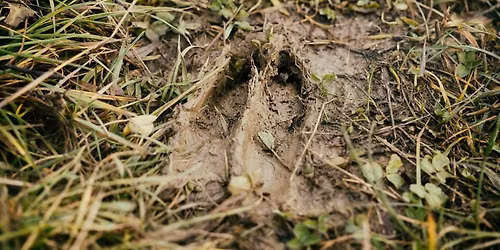 \ud83d\udc3e Sur la piste des animaux : Aventure cont\u00e9e en for\u00eat !