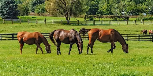 NUTRITION 101: Understanding Forages