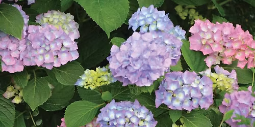 \u201cBloomin\u2019 Hydrangeas,\u201d by Jane Jeffers