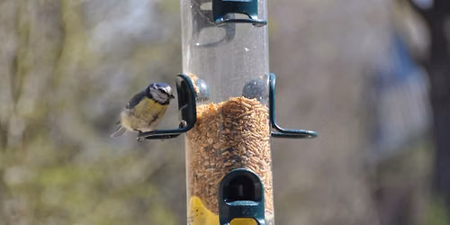 Vogelbeobachtung: Stunde der Winterv\u00f6gel mit Kaffee & Kuchen