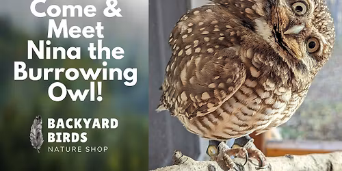 Meet Nina the Burrowing Owl at Backyard Birds!