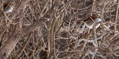 Nature Programs for Adults & Seniors: Snow Birders Slow Birding