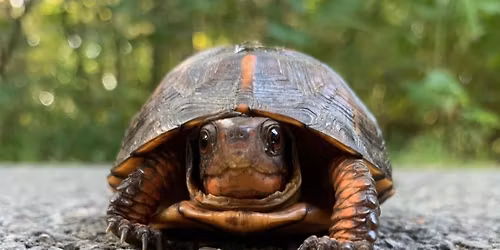 World Turtle Day & Wilderness Station 25th Anniversary Celebration