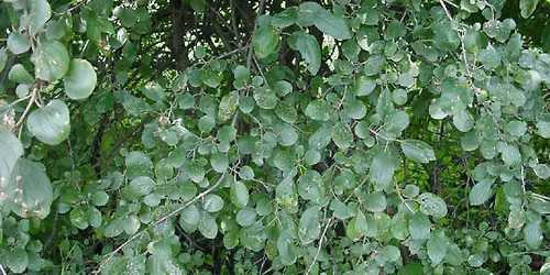 NPLD Buckthorn Pull @ William Berry Woods