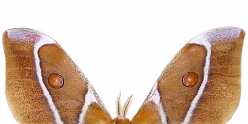Bullseye Moth Pinning