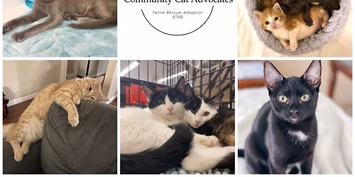 El Cerrito Petco Adoption Event