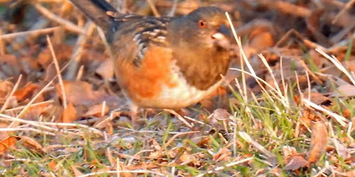 Saturday Morning Bird Walk with Reba Collins
