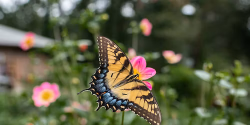 Gardening for Pollinators