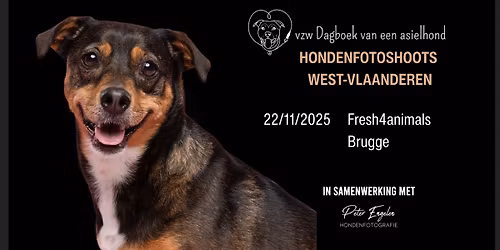 Hondenfotoshoots ten voordele van vzw Dagboek van een asielhond
