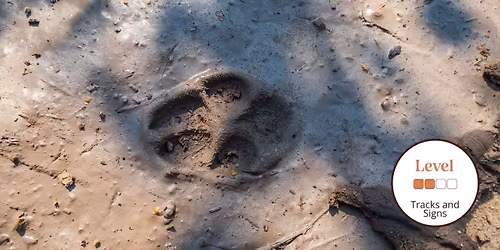 Tracks and Signs: An Introduction (Half day)