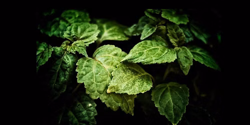 Med doft av patchouli