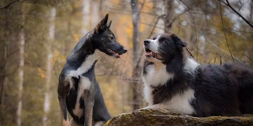 Hundetraining verstehen & Markersignale aufbauen