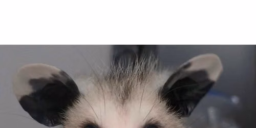 Wildlife Rehab Group of SC: Basic Opossum Rehab Class