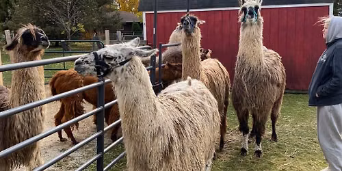 Llamas at the Market