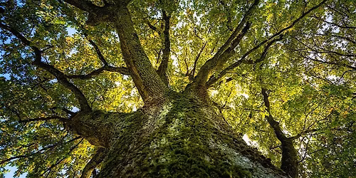 Trees Please