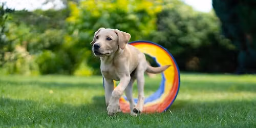 Little Leapers Puppy Agility
