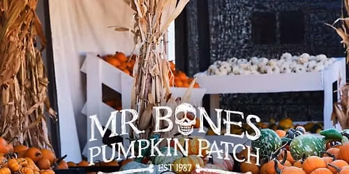 Mr. Bones Pumpkin Patch