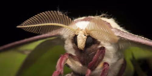 Moth Night at Cumberland Marsh