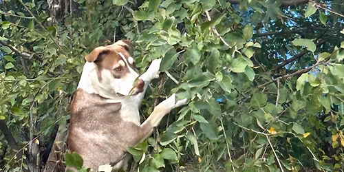 Diamond X Fundraising event