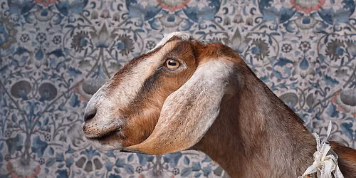 A Gathering of Goats