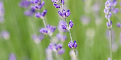 Nature's Gifts, Nature's Healing